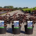 Physocarpus opulifolius ALL BLACK (PBR) cont. 3,6L 40-50 cm +p