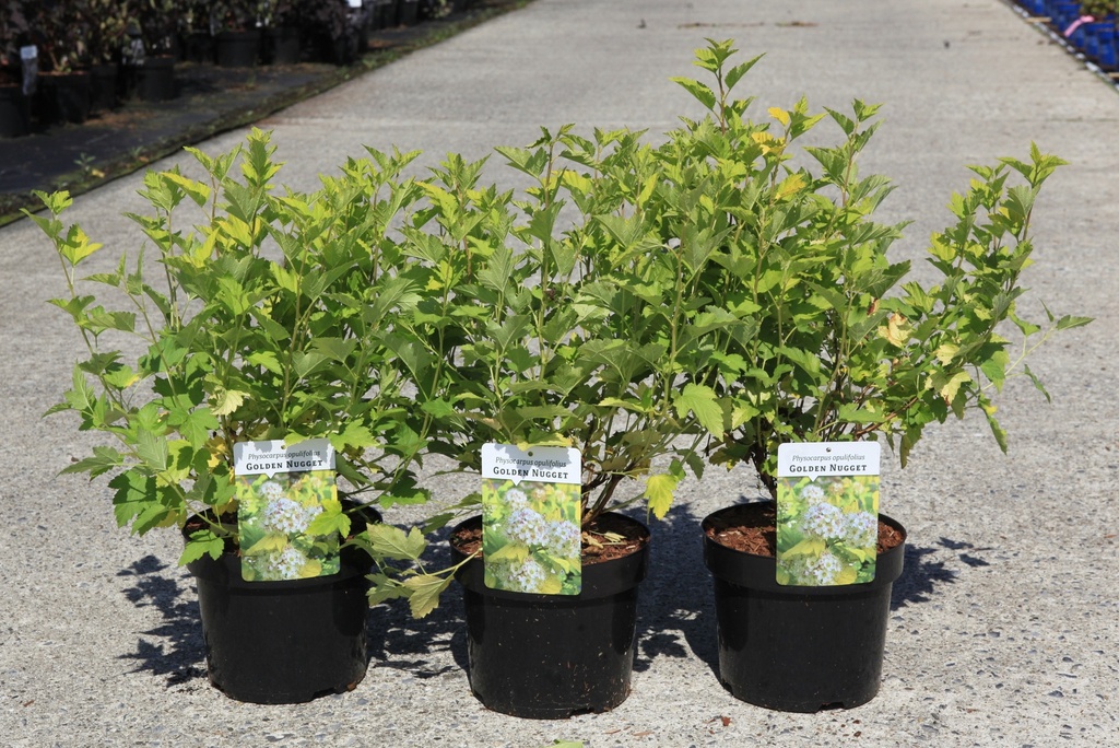 [P] Physocarpus opulifolius 'Golden Nugget' cont. 3,6L 40-50 cm +p