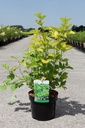 Physocarpus opulifolius 'Golden Nugget' cont. 3,6L 40-50 cm +ф