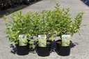 Physocarpus opulifolius 'Golden Nugget' cont. 3,6L 40-50 cm +p