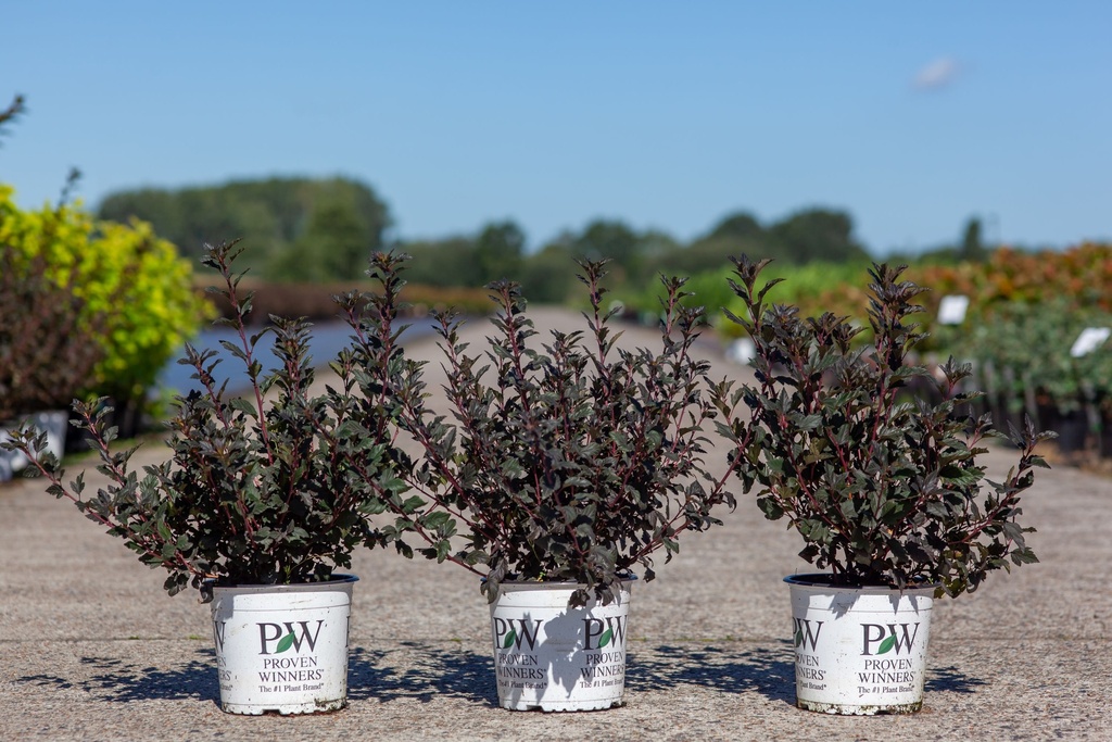 Physocarpus opulifolius Proven Winners® TINY WINE (PBR) cont. 3L deco 40-50 cm +p
