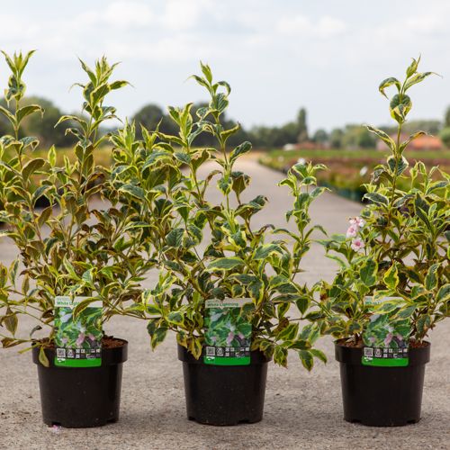 Weigela 'White Lightning' cont. 3,6L 40-50 cm +ф