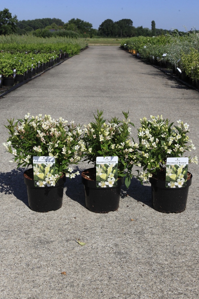 Weigela 'White Lightning' cont. 3,6L 40-50 cm +f