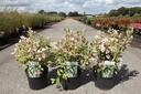 Weigela 'White Lightning' cont. 3,6L 40-50 cm +B