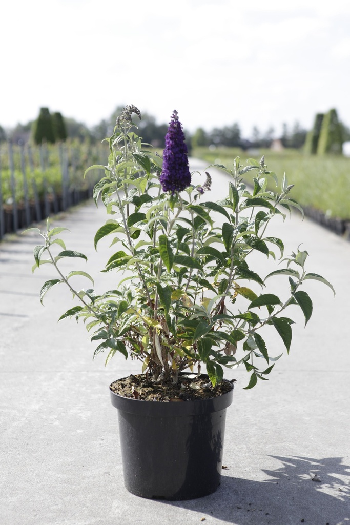 [P] Buddleja davidii First Editions® 'Groovy Grape' cont. 10L deco 60/+ cm +ф