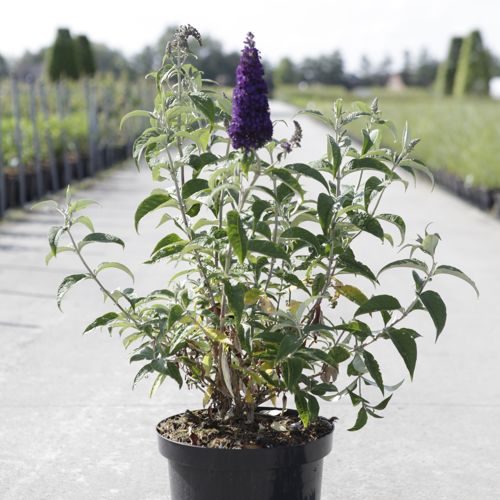 [P] Buddleja davidii First Editions® 'Groovy Grape' cont. 10L deco 60/+ cm +B