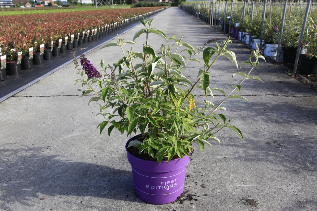 [P] Buddleja davidii First Editions® 'Groovy Grape' cont. 10L deco 60/+ cm +p