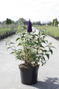 Buddleja davidii First Editions® 'Groovy Grape' cont. 10L deco 60/+ cm +ф