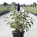 Buddleja davidii First Editions® 'Groovy Grape' cont. 10L deco 60/+ cm +p