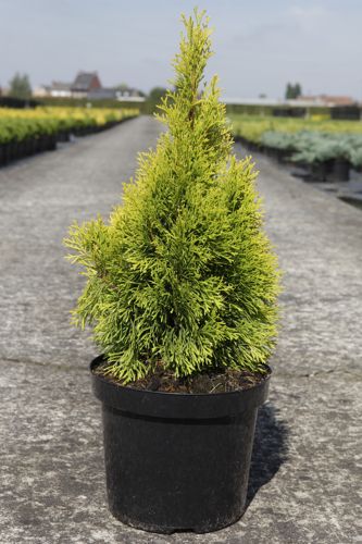 [P] Thuja occidentalis 'Golden Smaragd' cont. 7,5L 50-60 cm