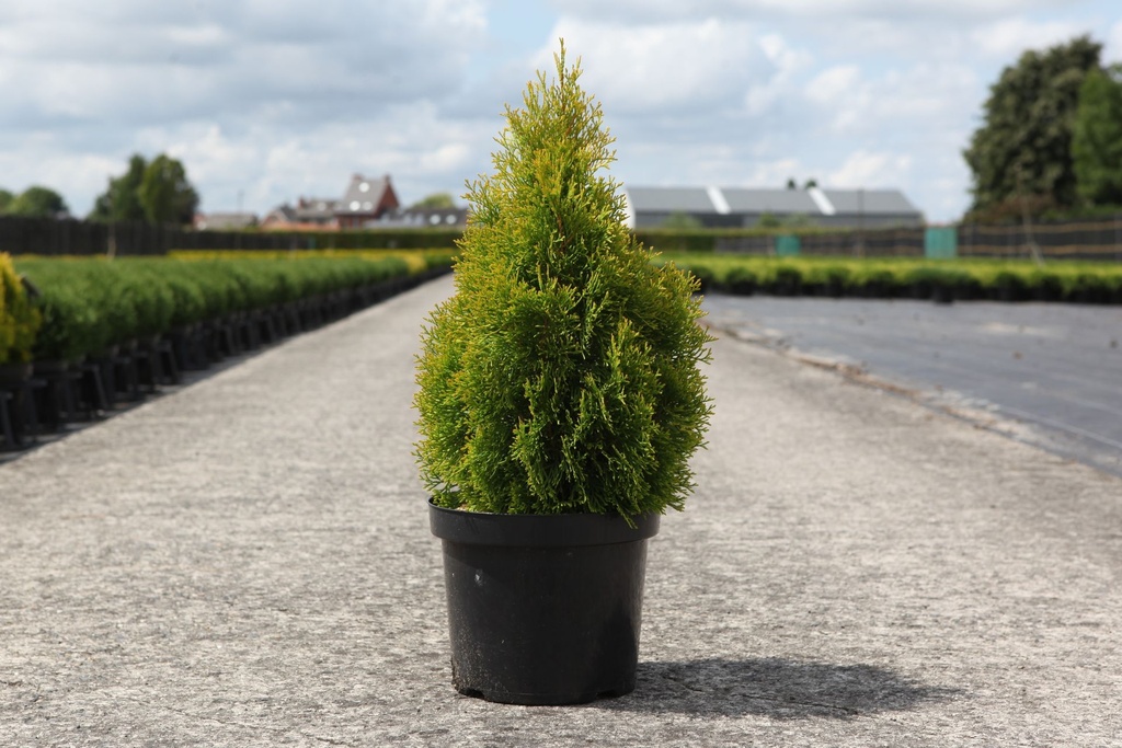 Thuja occidentalis 'Golden Smaragd' cont. 7,5L 50-60 cm