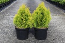 Thuja occidentalis 'Golden Smaragd' cont. 7,5L 50-60 cm