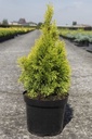 Thuja occidentalis 'Golden Smaragd' cont. 7,5L 50-60 cm
