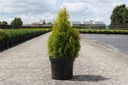 Thuja occidentalis 'Golden Smaragd' cont. 7,5L 50-60 cm