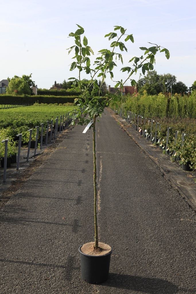 [P] Laburnum watereri 'Vossii' cont. 15L half standard +p
