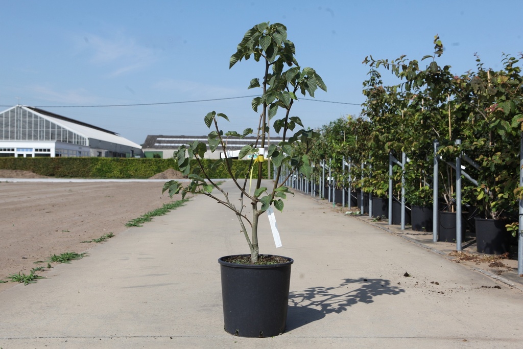 Davidia involucrata 'Sonoma' cont. 18L 125/+ cm