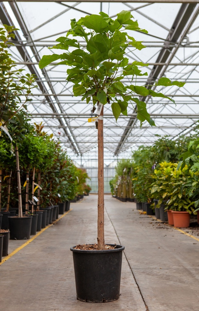 Catalpa bungei cont. 18L halfstam 8-10