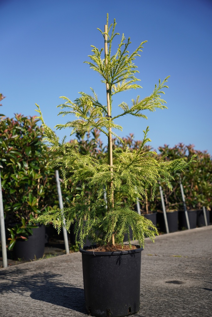 [P] Cryptomeria japonica 'Sekkan Sugi' cont. 12L 80-100 cm