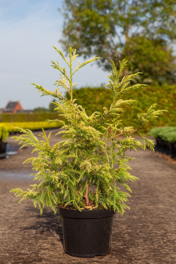 [P] Cryptomeria japonica 'Sekkan Sugi' cont. 12L 80-100 cm