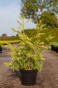 Cryptomeria japonica 'Sekkan Sugi' cont. 12L 80-100 cm