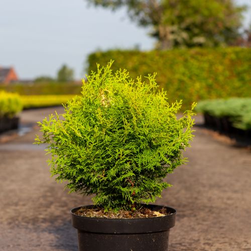 [P] Chamaecyparis obtusa LUCAS® cont. 7,5L 30-40 cm