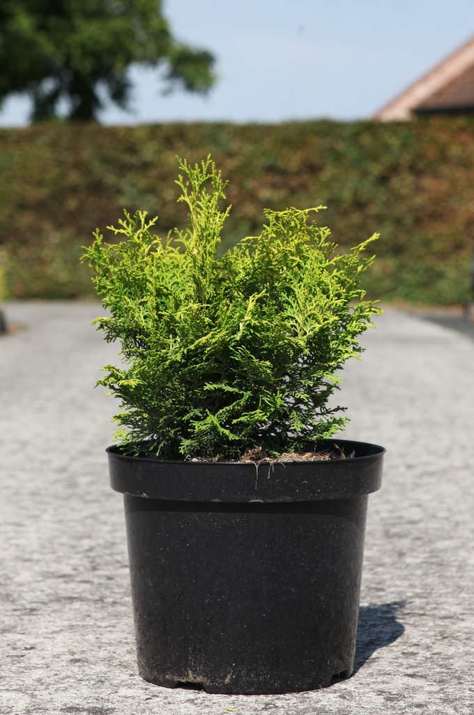 Chamaecyparis obtusa LUCAS® cont. 7,5L 30-40 cm