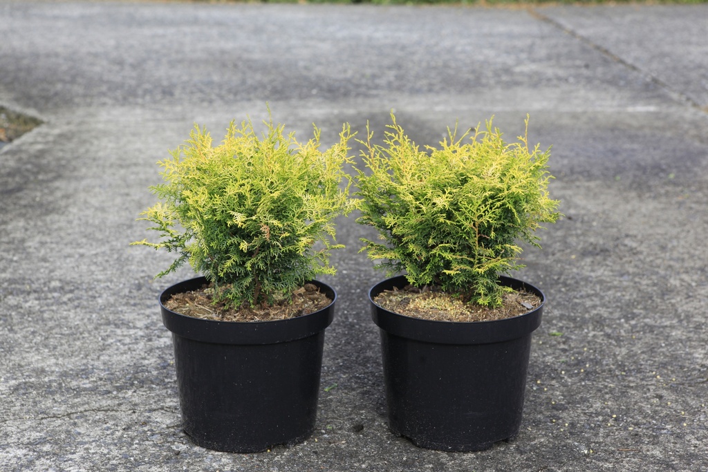 [P] Chamaecyparis obtusa LUCAS® cont. 7,5L 30-40 cm
