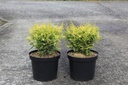 Chamaecyparis obtusa LUCAS® Kont. 7,5L 30-40 cm