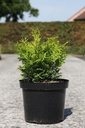 Chamaecyparis obtusa LUCAS® cont. 7,5L 30-40 cm