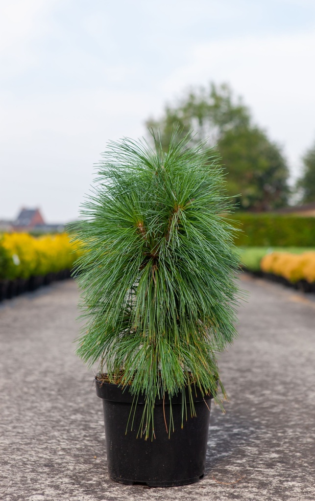 [P] Pinus schwerinii 'Wiethorst' cont. 7,5L 40/+ cm