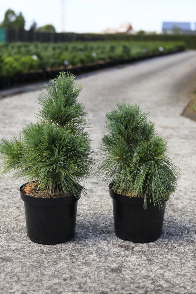 Pinus schwerinii 'Wiethorst' cont. 7,5L 40/+ cm