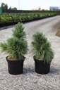 Pinus schwerinii 'Wiethorst' cont. 7,5L 40/+ cm