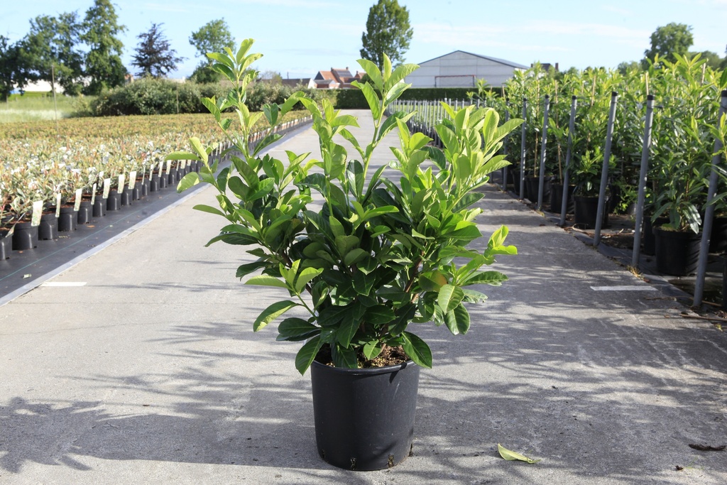 Prunus (L) laurocerasus 'Caucasica' cont. 10L 100-125 cm