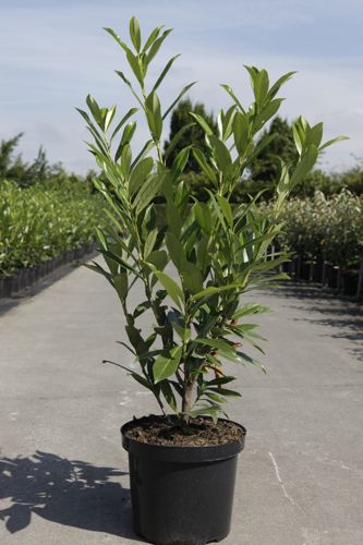 Prunus (L) laurocerasus 'Caucasica' cont. 10L 100-125 cm