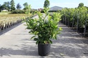 Prunus (L) laurocerasus 'Caucasica' cont. 10L 100-125 cm