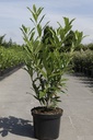 Prunus (L) laurocerasus 'Caucasica' cont. 10L 100-125 cm