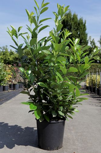Prunus (L) laurocerasus 'Rotundifolia' cont. 18L 125-150 cm