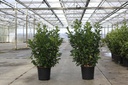 Prunus laurocerasus 'Rotundifolia' cont. 18L 125-150 cm