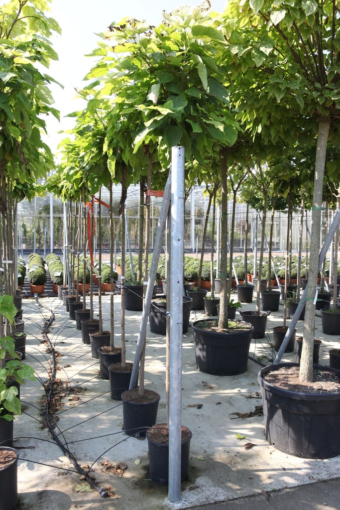 [P] Catalpa bungei cont. 18L штамб 8-10
