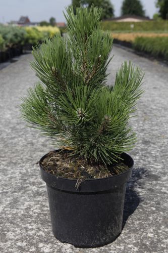 [P] Pinus heldreichii 'Malinkii' cont. 7,5L 25-30 cm