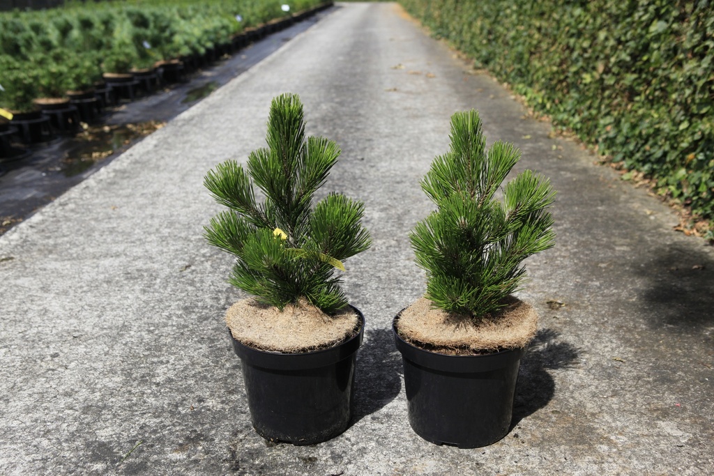 [P] Pinus heldreichii 'Malinkii' cont. 7,5L 25-30 cm
