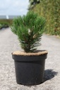 Pinus heldreichii 'Malinkii' cont. 7,5L 25-30 cm