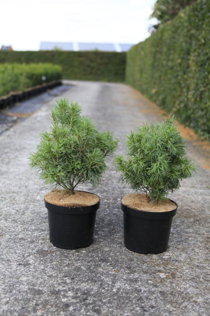 [P] Pinus strobus 'Tiny Kurls' Kont. 7,5L 40/+ cm