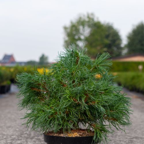 [P] Pinus strobus 'Tiny Kurls' cont. 7,5L 40/+ cm
