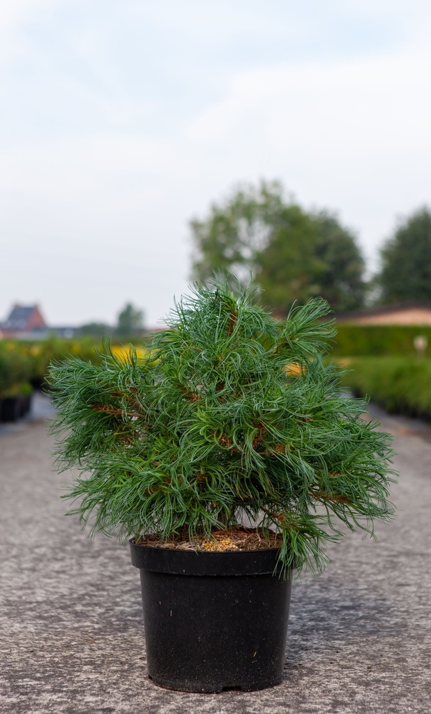 Pinus strobus 'Tiny Kurls' cont. 7,5L 40/+ cm