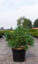 Pinus strobus 'Tiny Kurls' cont. 7,5L 40/+ cm