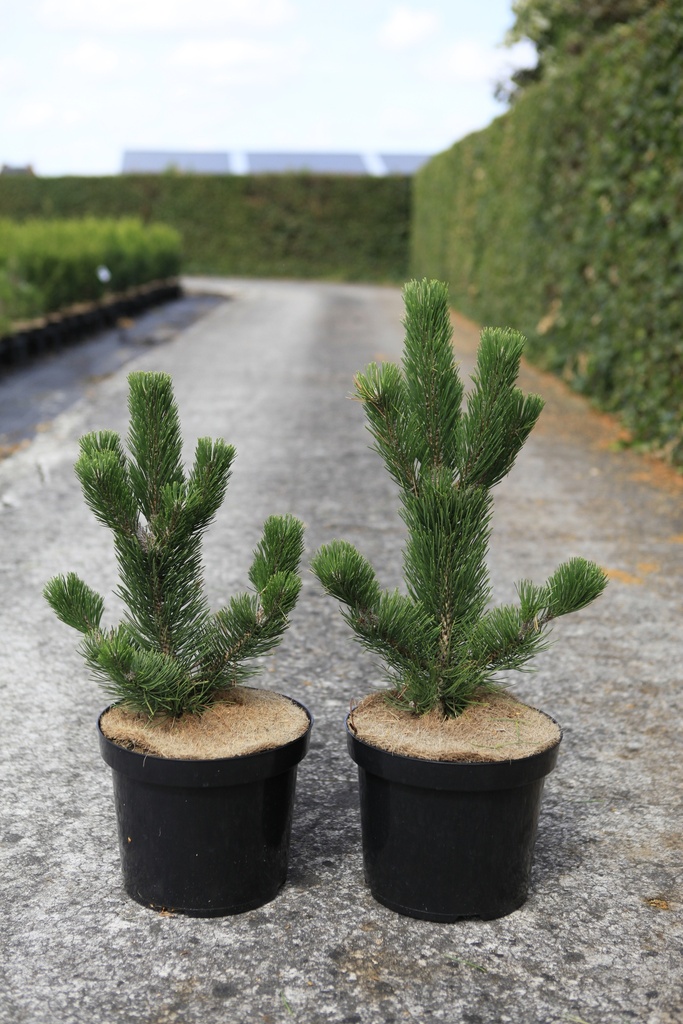 [P] Pinus nigra 'Oregon Green' Kont. 7,5L 25-30 cm