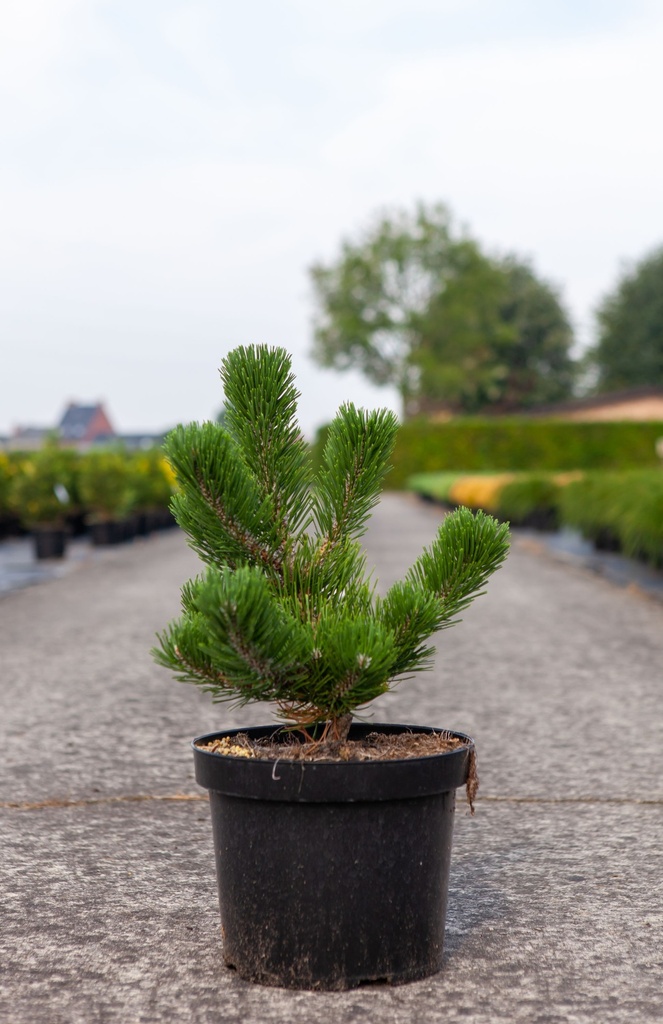 [P] Pinus nigra 'Oregon Green' cont. 7,5L 25-30 cm