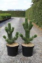 Pinus nigra 'Oregon Green' cont. 7,5L 25-30 cm