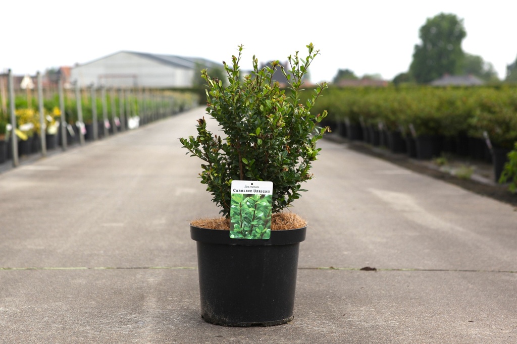Ilex crenata 'Caroline Upright' cont. 10L 60-80 cm +p